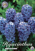 Hyacint Delft Blue met 5 zakjes verpakt a 5 bollen