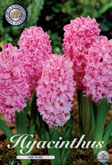 Hyacint Pink Pearl met 5 zakjes verpakt a 5 bollen