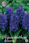 Hyacint Purple Sensation met 5 zakjes verpakt a 5 bollen