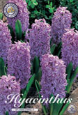 Hyacint Splendid Cornelia met 5 zakjes verpakt a 5 bollen