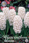 Hyacint White Pearl met 5 zakjes verpakt a 5 bollen
