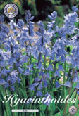 Hyacinthoides Blue met 5 zakjes verpakt a 10 bollen