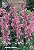 Hyacinthoides Pink met 5 zakjes verpakt a 10 bollen