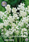 Hyacinthoides White met 5 zakjes verpakt a 10 bollen