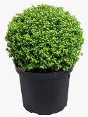 Ilex crenata convexa Bol (30) 50 cm