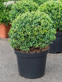 Ilex crenata convexa Bol (35) 55 cm