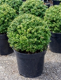 Ilex crenata convexa Bol (40) 60 cm