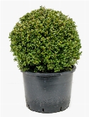 Ilex crenata convexa Bol (45) 65 cm