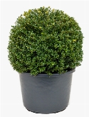 Ilex crenata convexa Bol (50) 70 cm