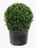 Ilex crenata dark green Bol (50) 60 cm