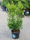 Ilex crenata dark green Bush 110 cm