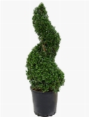 Ilex crenata dark green Spiraal 120 cm
