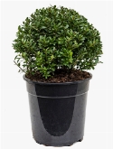 Ilex crenata maxima Bol (25) 45 cm