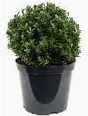 Ilex crenata maxima Bol (35) 55 cm