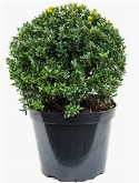 Ilex crenata maxima Bol (45) 60 cm