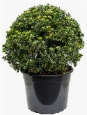 Ilex crenata maxima Bol (60) 90 cm