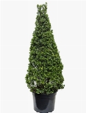 Ilex crenata maxima Piramide 200 cm