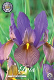 Iris Black Beauty met 5 zakjes verpakt a 15 bollen