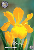Iris Crown Jewel met 5 zakjes verpakt a 15 bollen