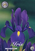 Iris Purple Sensation met 5 zakjes verpakt a 15 bollen