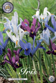 Iris Reticulata Mixed met 5 zakjes verpakt a 15 bollen