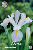 Iris White Magic met 5 zakjes verpakt a 15 bollen