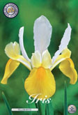 Iris Yellow-White met 5 zakjes verpakt a 15 bollen