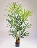 Kentia Bush