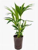 Kentia (howea) forsteriana Toef 3pp 60 cm