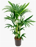Kentia (howea) forsteriana Toef 6pp 80 cm