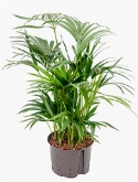 Kentia (howea) forsteriana Toef 80 cm
