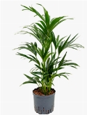 Kentia (howea) forsteriana Toef 8pp 80 cm