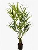 Kentia Toef