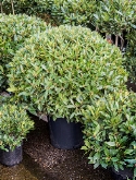 Laurus nobilis Bol (100-110) 110 cm