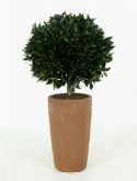 Laurus nobilis Bol op stam