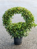 Laurus nobilis Krans 120 cm