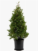 Laurus nobilis Piramide 120 cm