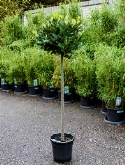 Laurus nobilis Stam|bol (35) 150 cm