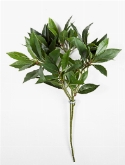 Laurus nobilis Tak