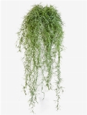 Long hair Hanging Bush