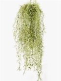 Long hair Hanging Bush Grey