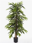 Longifolia Vertakt