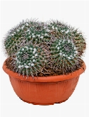 Mammillaria compressa 30 cm