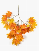 Maple Tak Orange (23 lvs.)