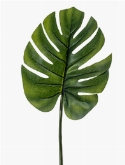 Monstera Blad