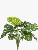 Monstera Bush (10 lvs.)