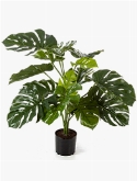 Monstera deliciosa Bush