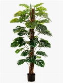 Monstera Zuil (42 lvs.)