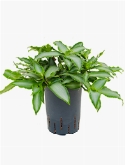 Murdannia bright star 25 cm