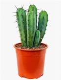 Myrtillocactus geometrisans 50 cm